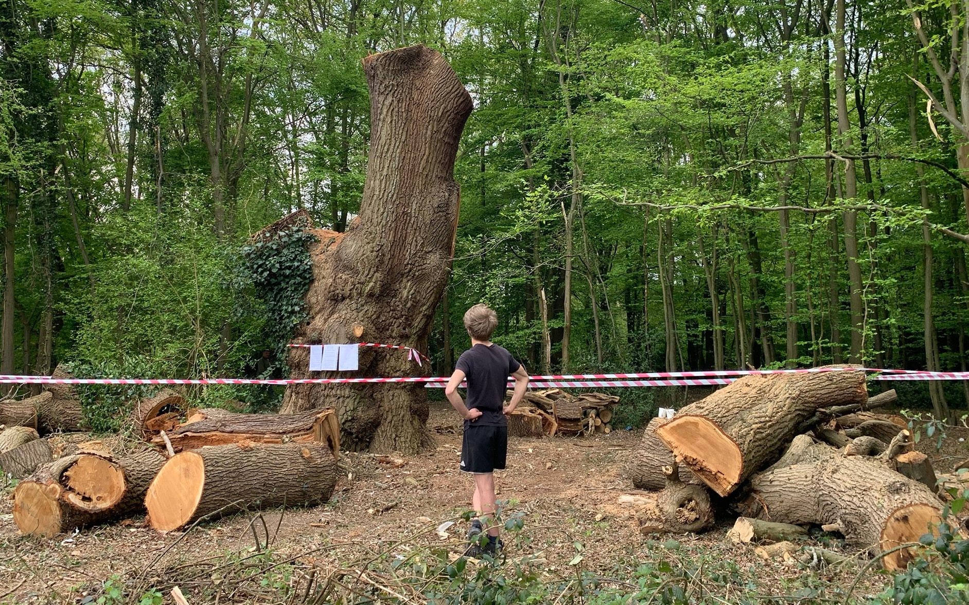 A 450-500 year-old Oak tree felled in mysterious circumstances in Whitewebbs Park, Enfield,