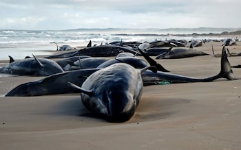 Dolphins stranded on a beach in Tasmania