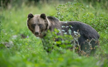 Brown bear - How a deadly bear attack in Slovakia triggered a massive cull