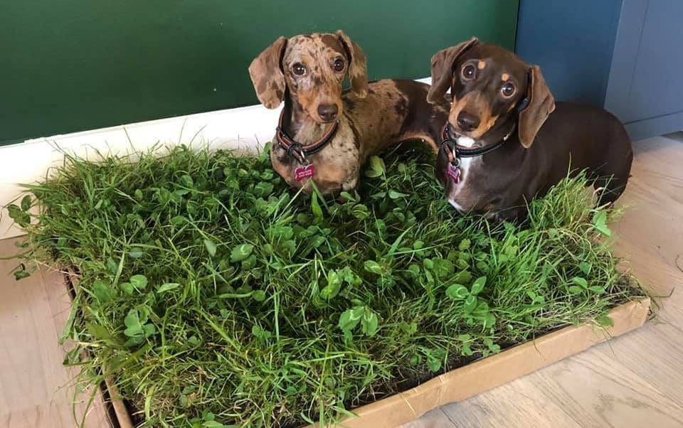 Dogs on The Oui Oui patch