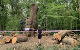 A 450-500 year-old Oak tree felled in mysterious circumstances in Whitewebbs Park, Enfield,